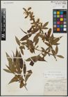 Foto von Salix alba subsp. alba L. x Salix babylonica L.